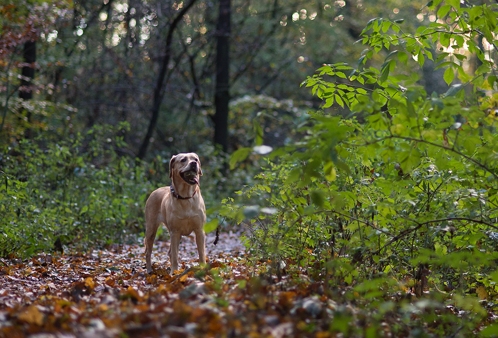 kank im wald2