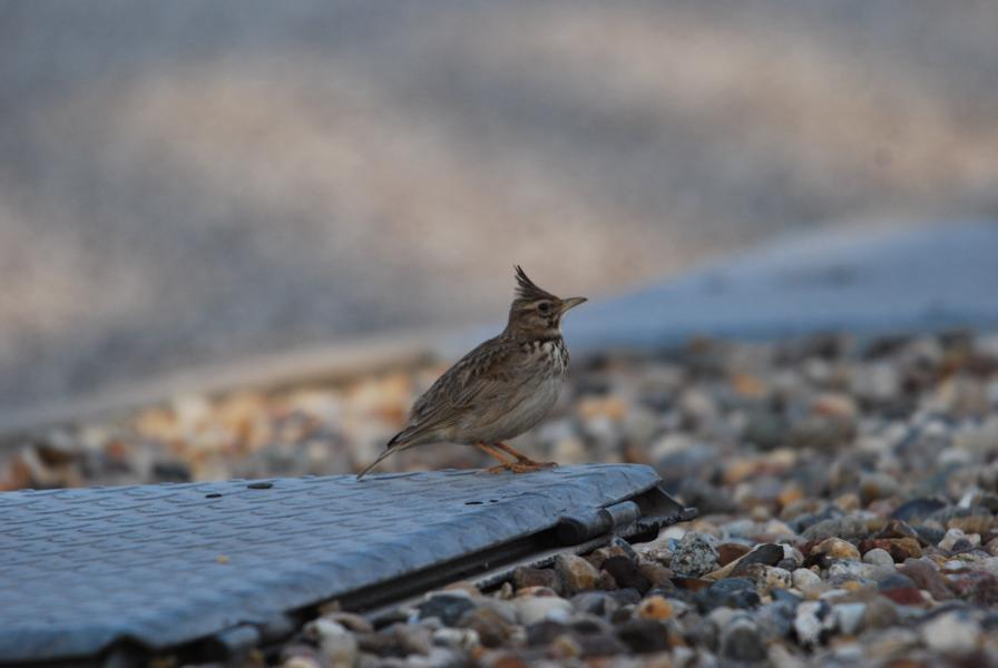 Kann mir jemand sagen, was das für ein Vogel ist? Gehört eine Feldlerche nicht hoch in die Bäume?
PS: Es könnte sich um eine Haubenlerche handeln...