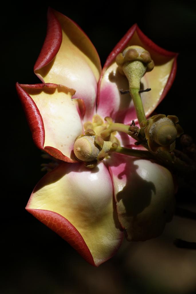Kanonenkugelbaum, Couroupita guianensis, Rückansicht