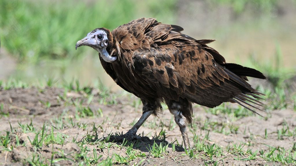 Kappengeier
Hooded Vulture
8289
