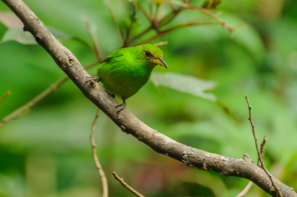 Kappennaschvogel - Costa Rica
Chlorophanes spiza, Green Honeycreeper, Tanagers Thraupidae, Tangare