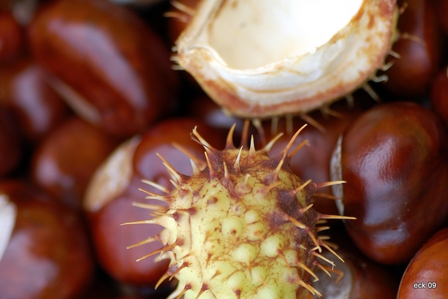 Kapselfrucht