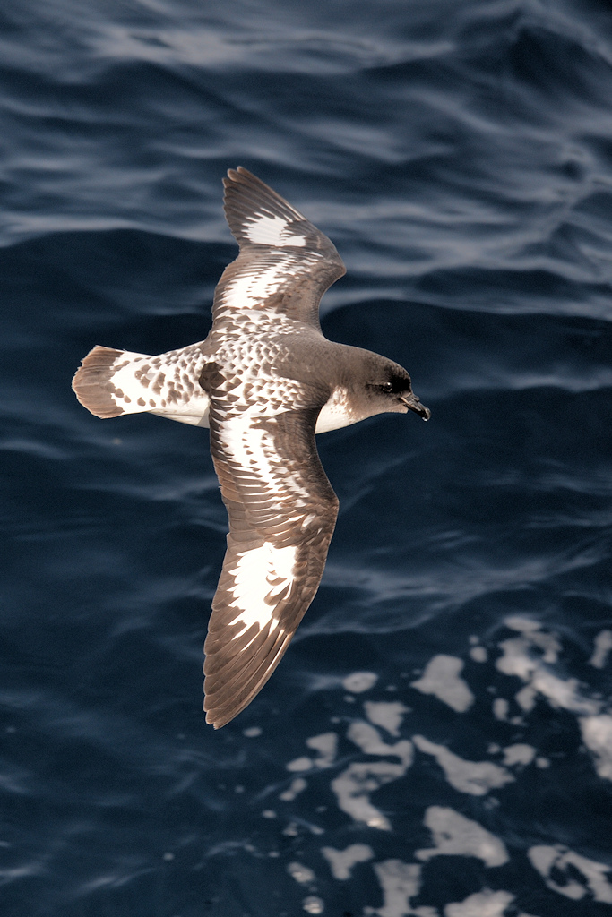 Kapsturmvogel
Drake Passage
1037 h