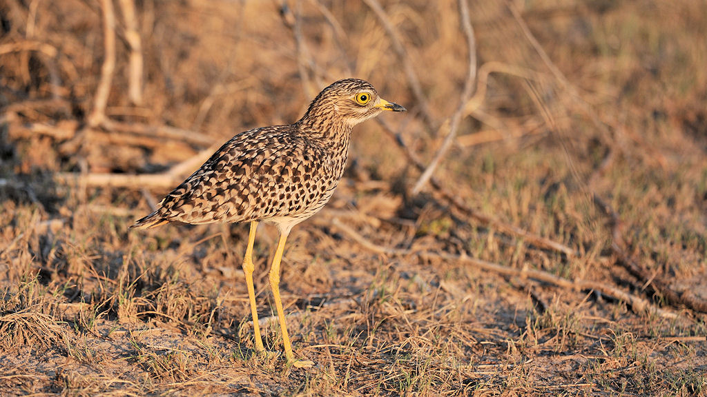 Kaptriel (spotted Thick-knee)
Busange Plains, Kafue
4127