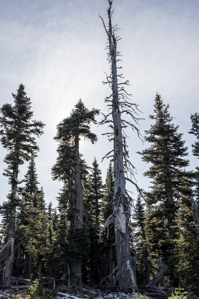 kaputter Baum.jpg