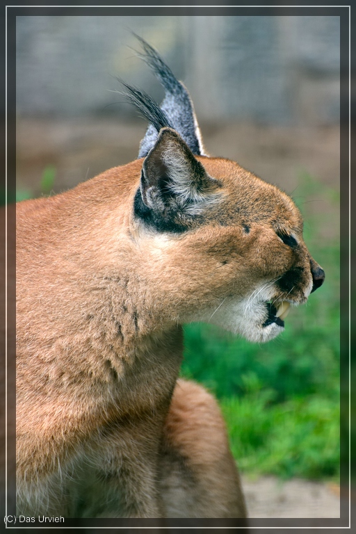 Karakal im Tierpark Berlin-Friedrichsfelde.