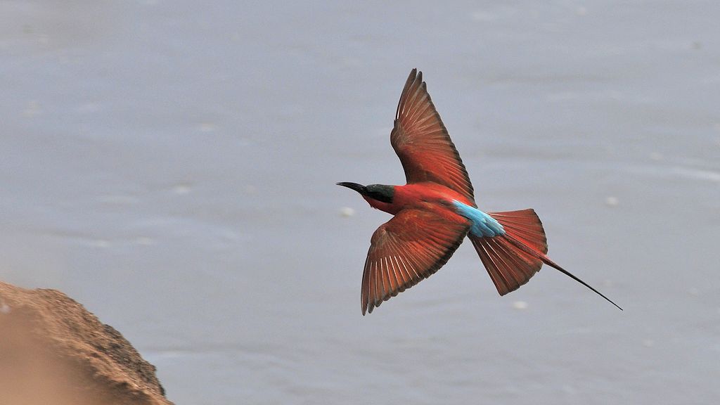 Karminspint auch Scharlachspint genannt 
(Carmine Bee-Eater)
beim Landeanflug an die Nesthöhle
7795