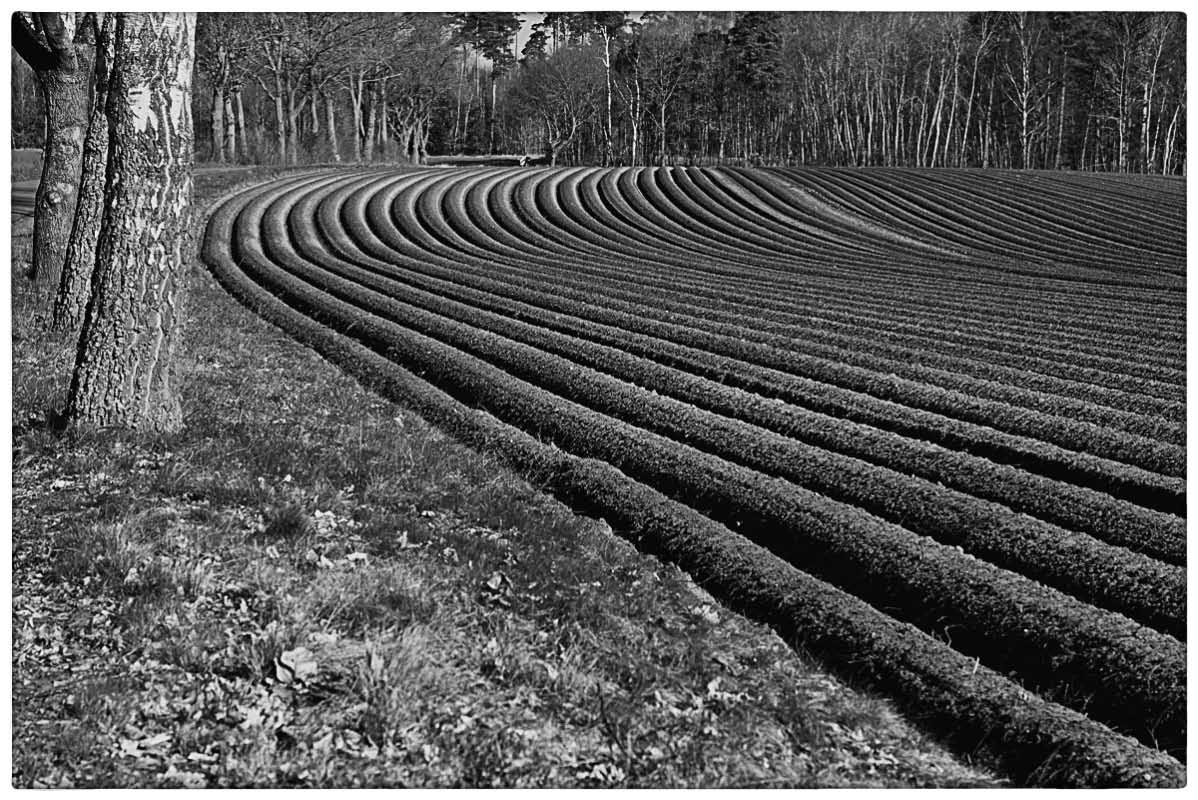 Kartoffelacker 1_BW.jpg