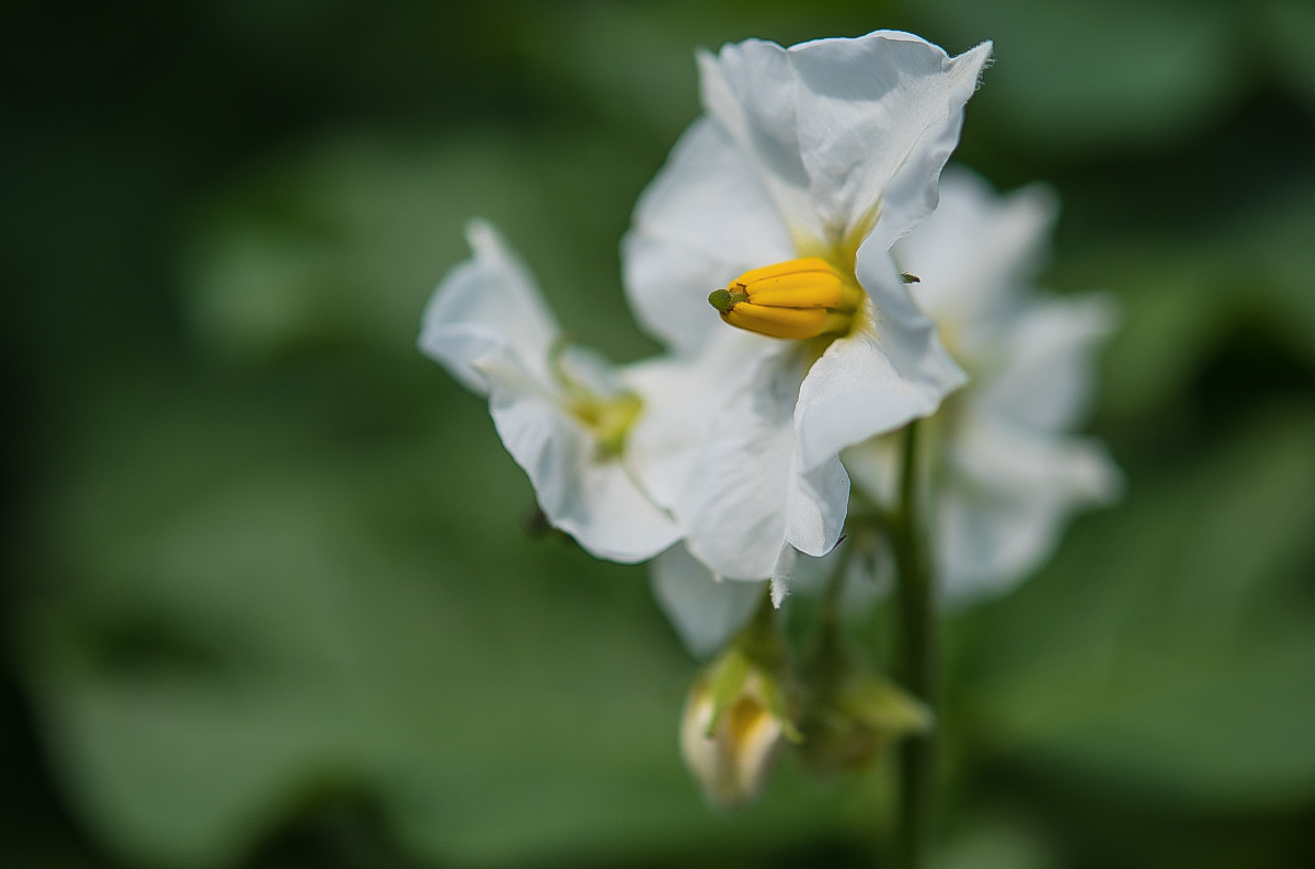 Kartoffelblüte 1-1.jpg