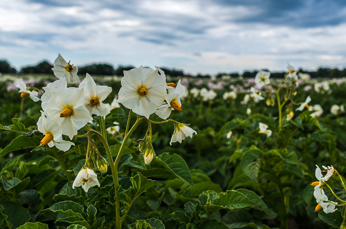 Kartoffelblüte (1 von 1).JPG