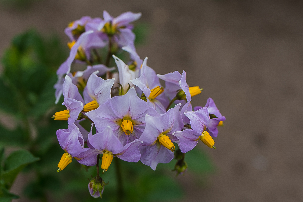 Kartoffelblüte (1 von 1).JPG