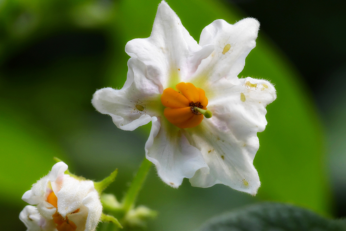 Kartoffelblüte