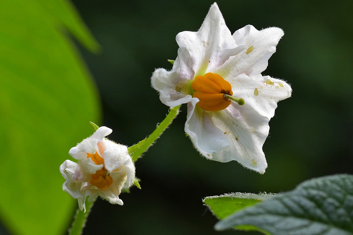 Kartoffelblüte2