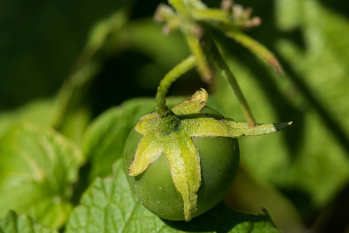 Kartoffelfrucht (1 von 1).jpg