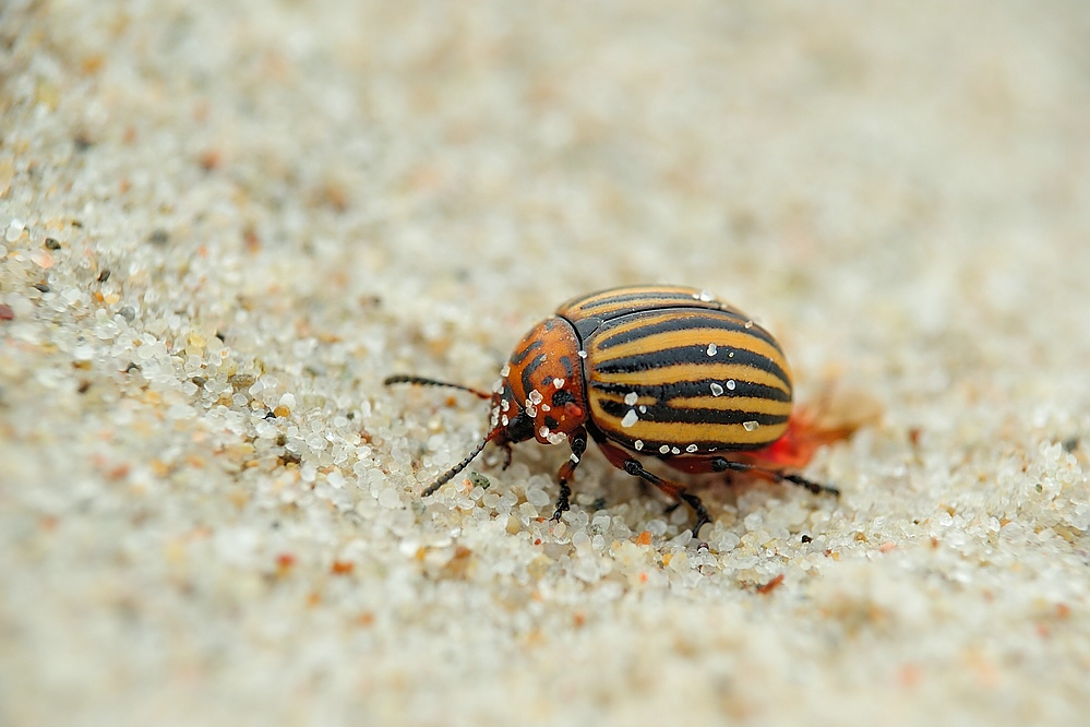 Kartoffelkaefer am Strand