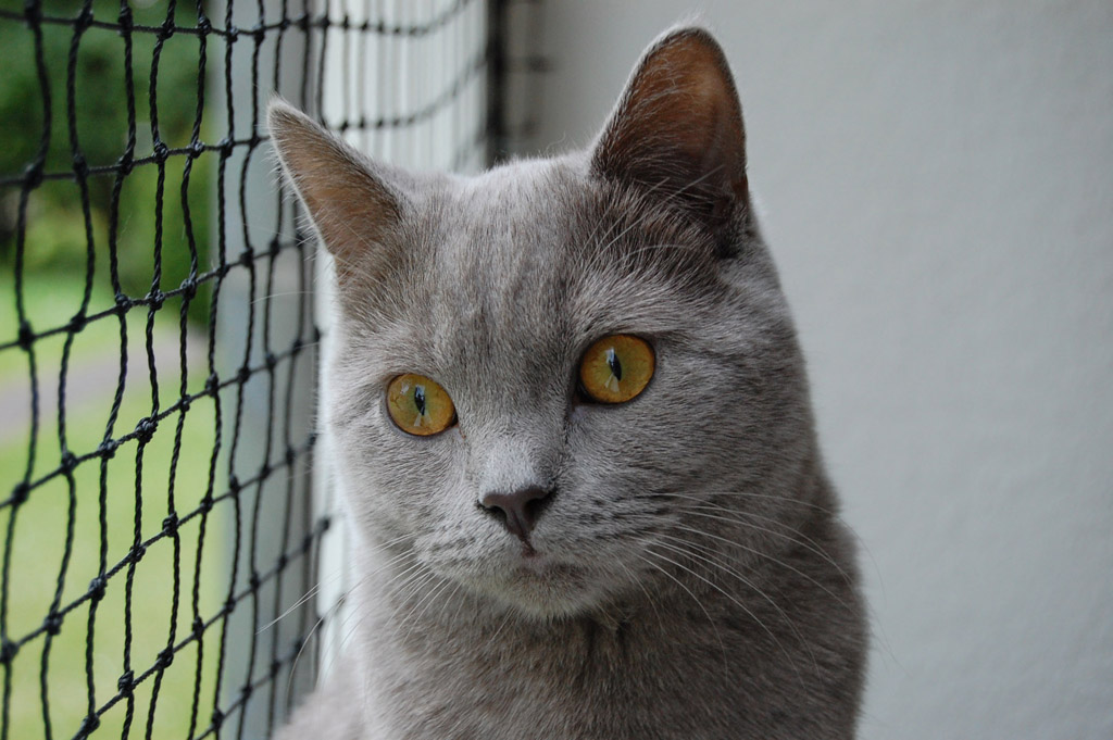 Kasimir