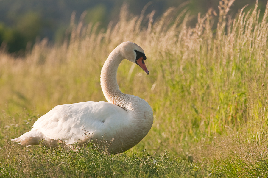 Kastenweiher 2251