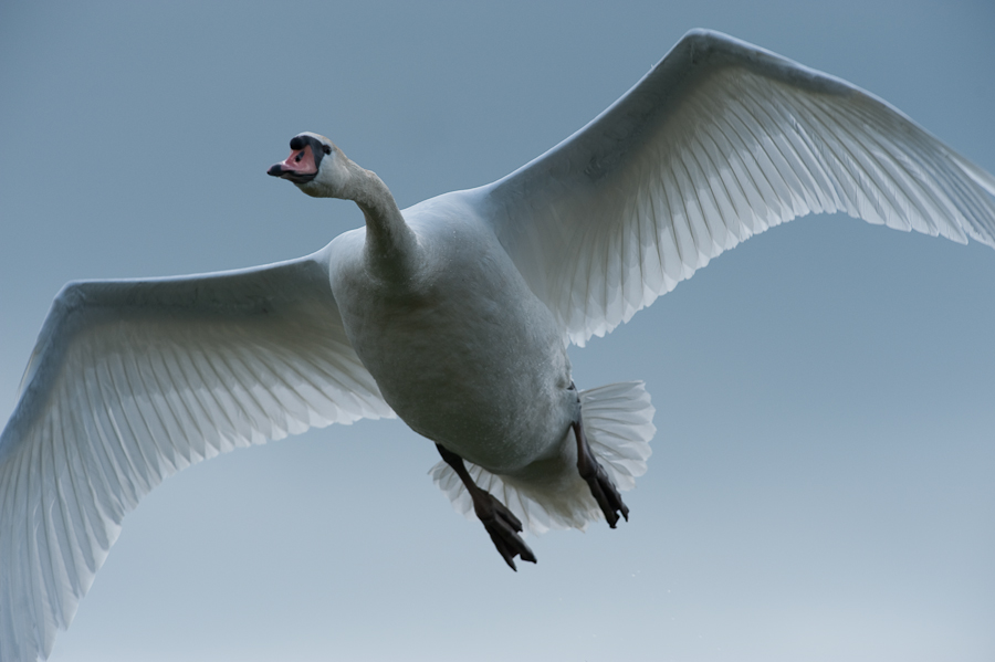 Kastenweiher ABI 1620 31. Mai 2009 038