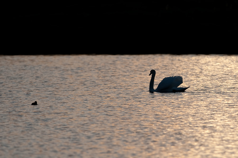Kastenweiher DSC 9157 25. April 2009 003