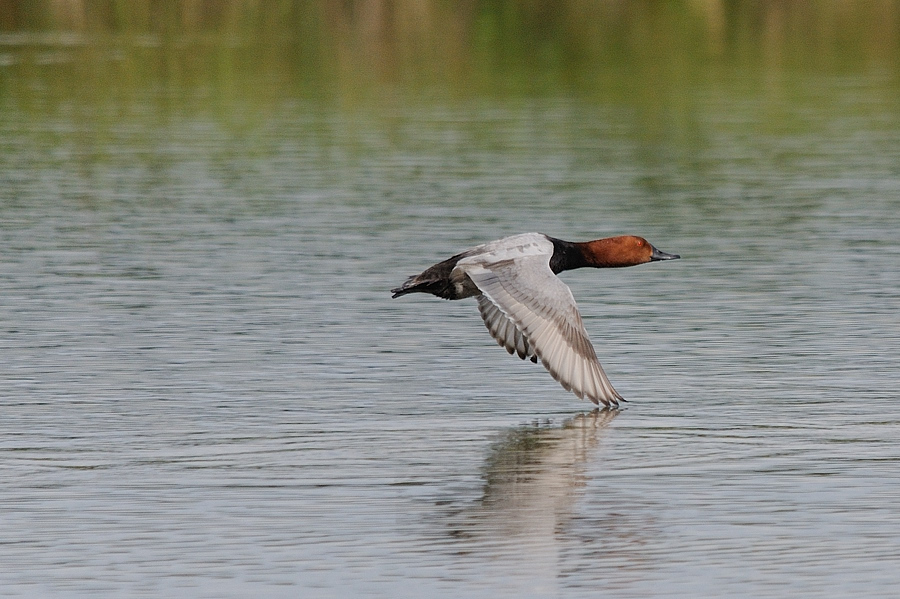 Kastenweiher Ente02