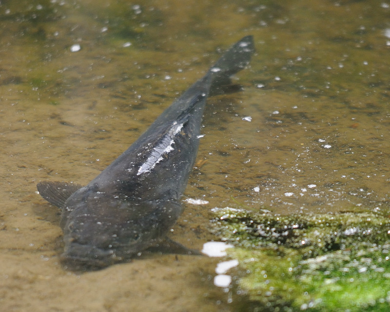 Kastenweiher Fisch01