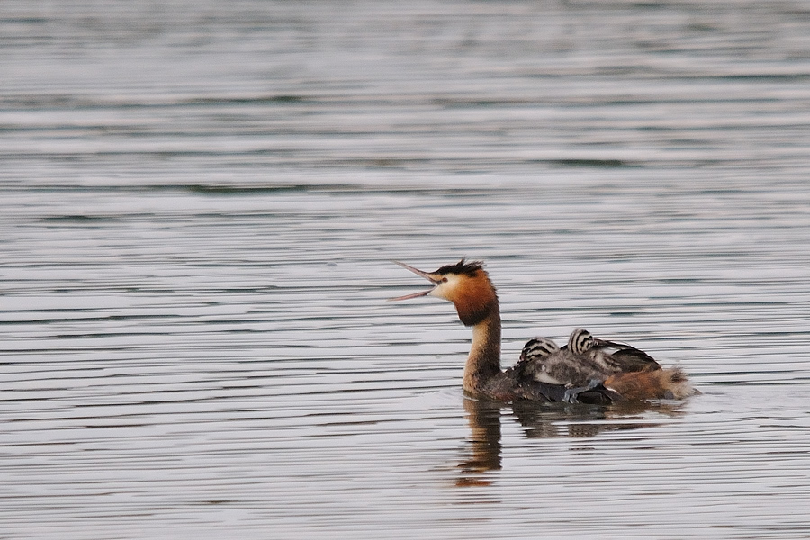 Kastenweiher Haubentaucher01