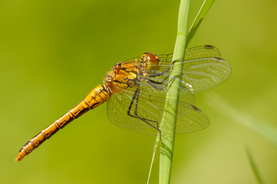 Kastenweiher Libelle  ABI 2465 13. Juni 2009 001