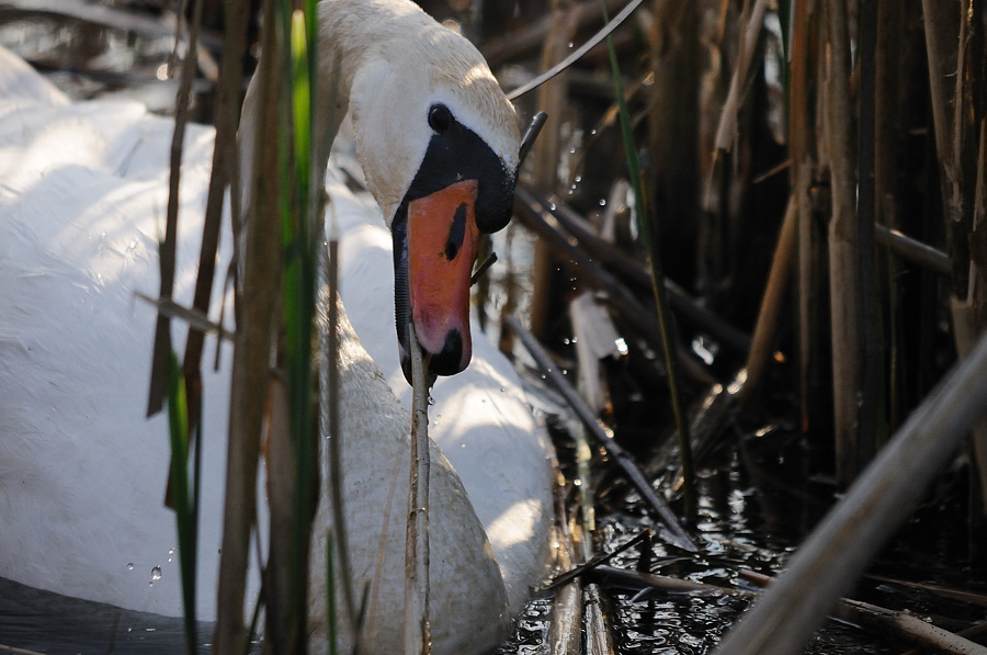 Kastenweiher Schwan Nestbau01