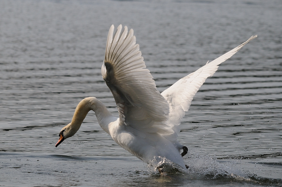 Kastenweiher Schwan01