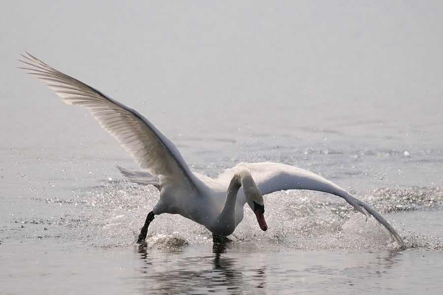 Kastenweiher Schwan02
