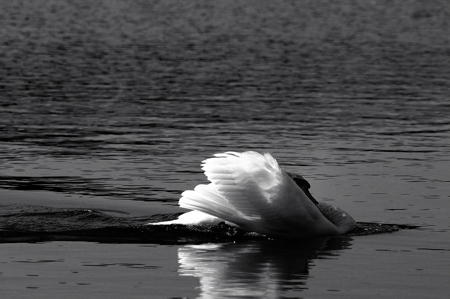 Kastenweiher Schwan04