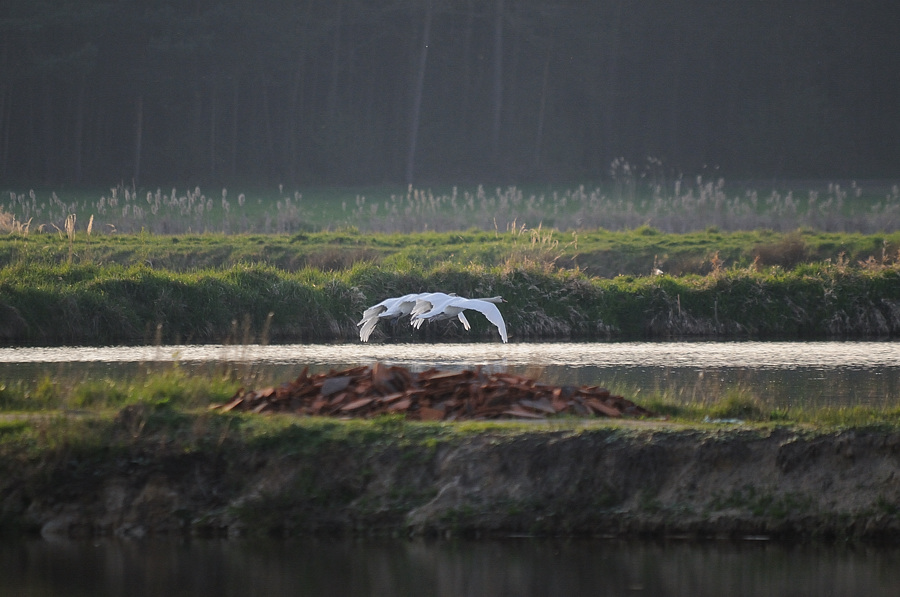 Kastenweiher Schwan05