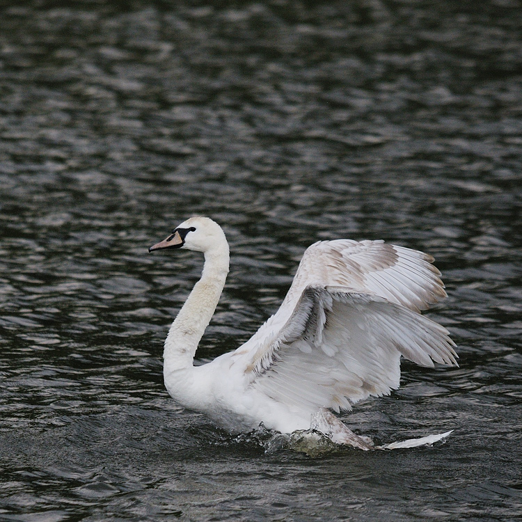 Kastenweiher Schwan09