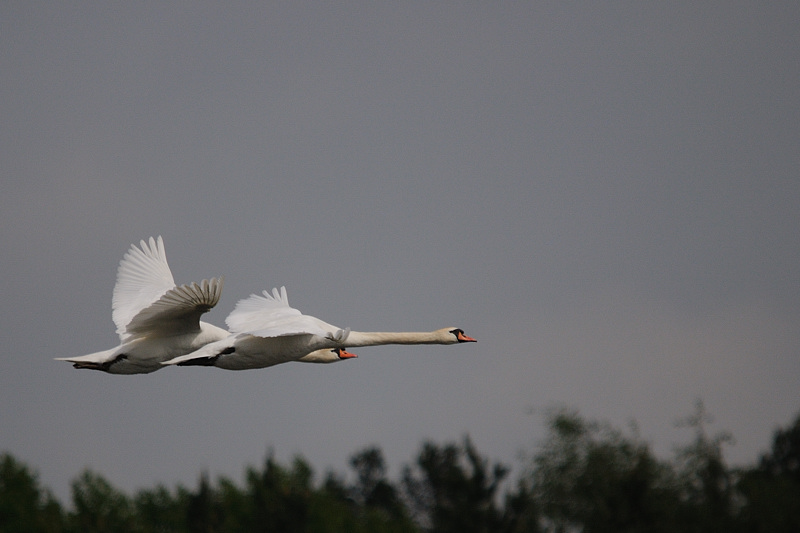 Kastenweiher Schwan15