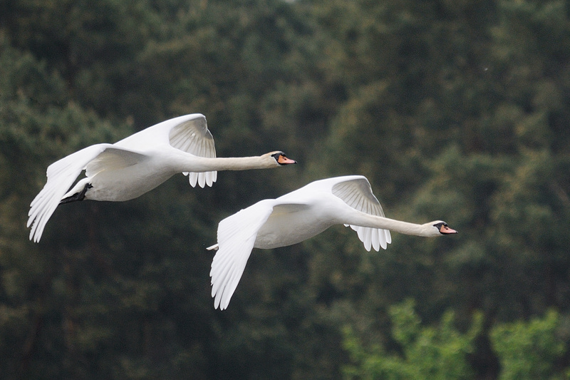 Kastenweiher Schwan16