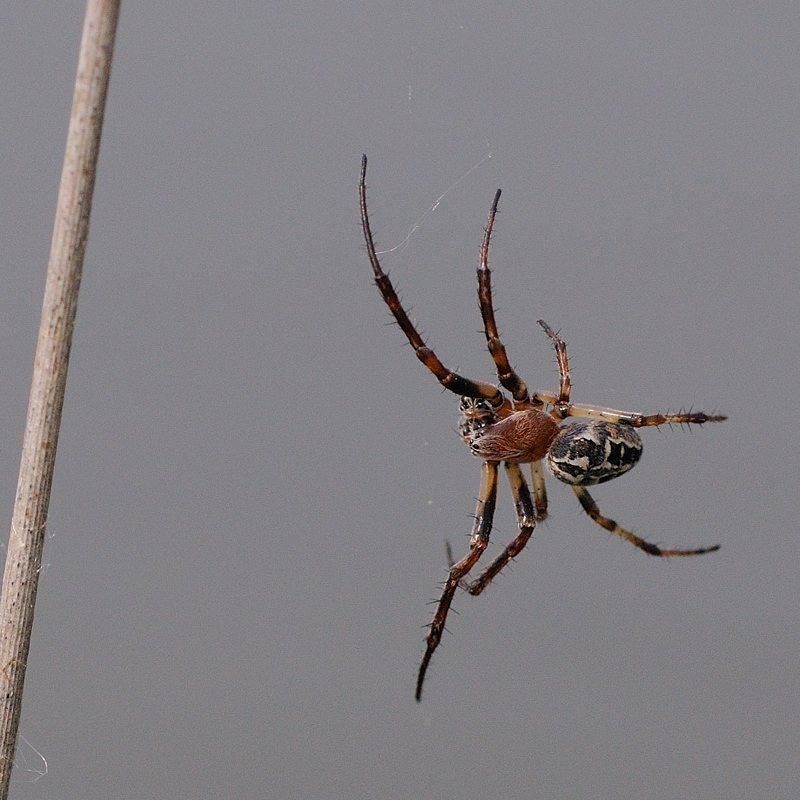 Kastenweiher05.09 
Schilfradspinne
01