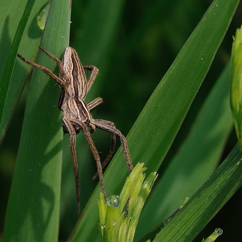 Kastenweiher05.09 Spinne05
