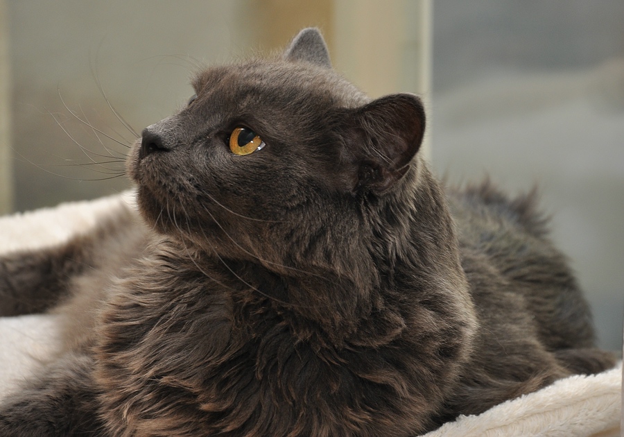 Kater Felix