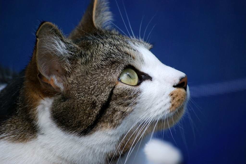 Kater Kasimir auf Gartenliege, Herbst 2009