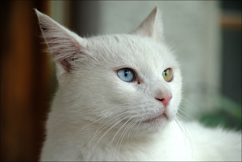 Kater, Ostseeurlaub 2010