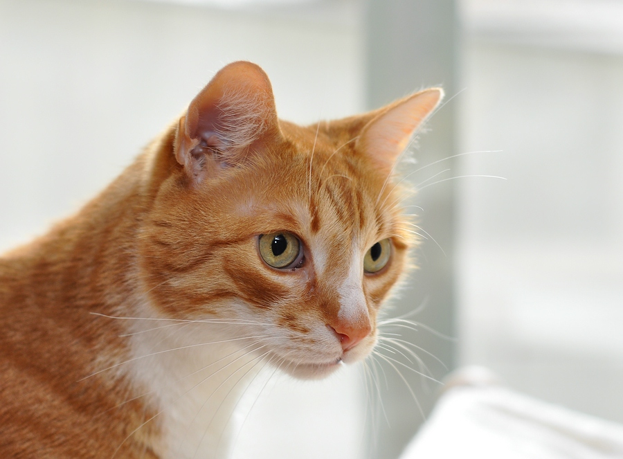 Kater Paulchen