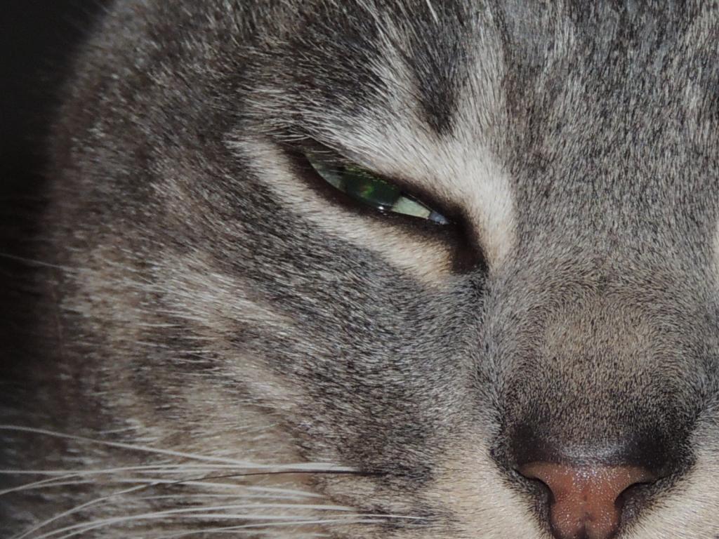 Kater Sam