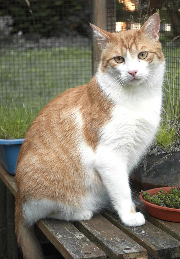kater t