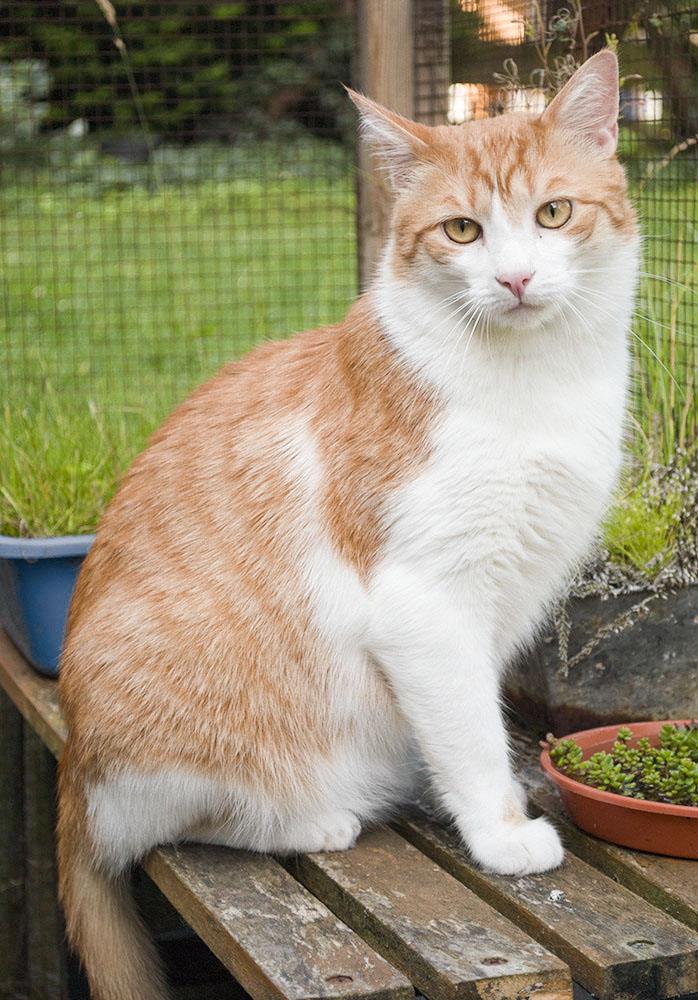 kater t5