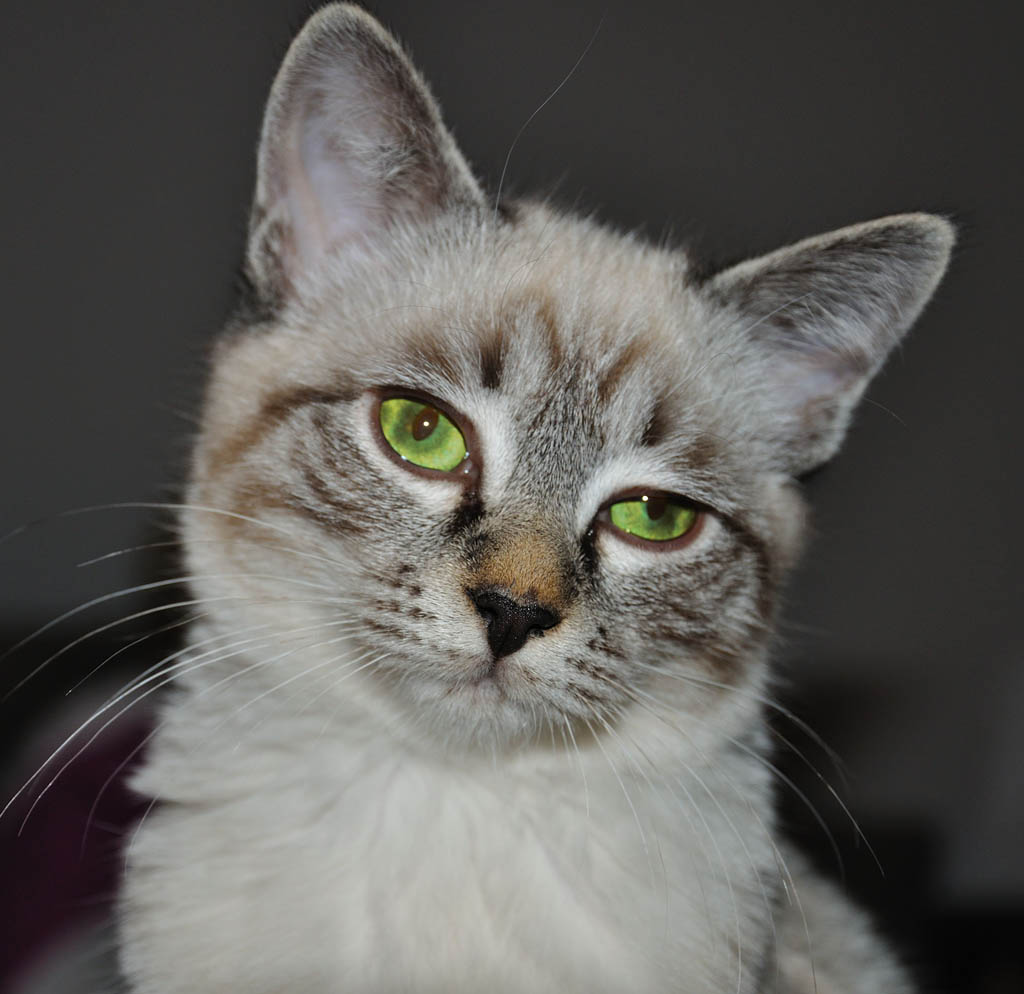kater