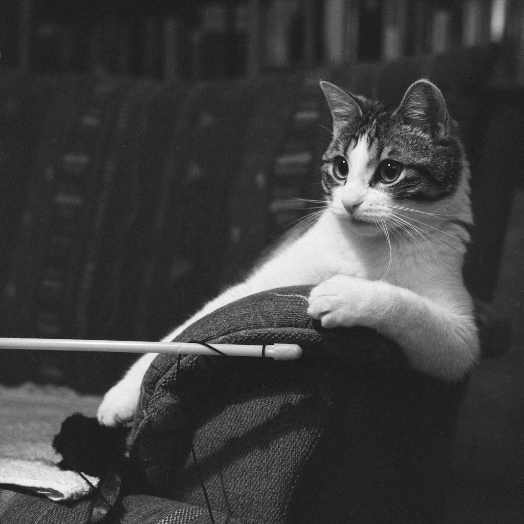 Kater
