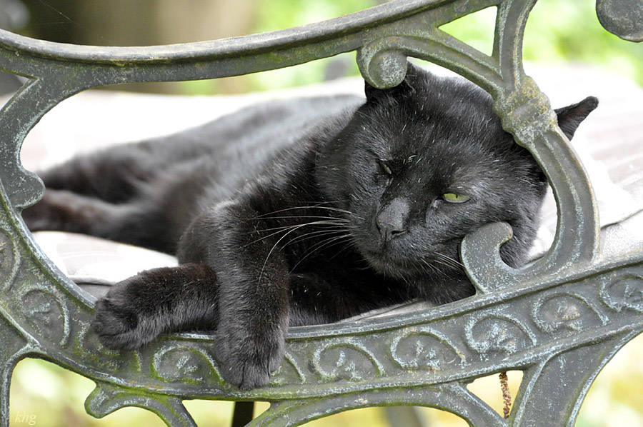 Kater