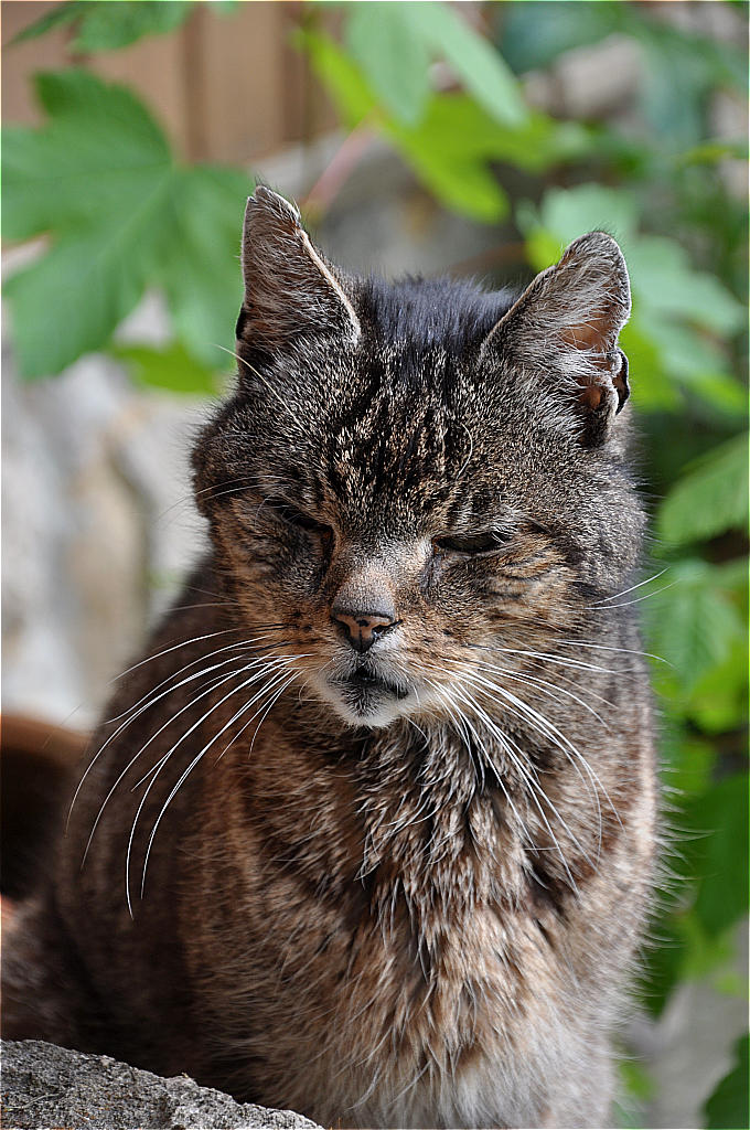 Kater