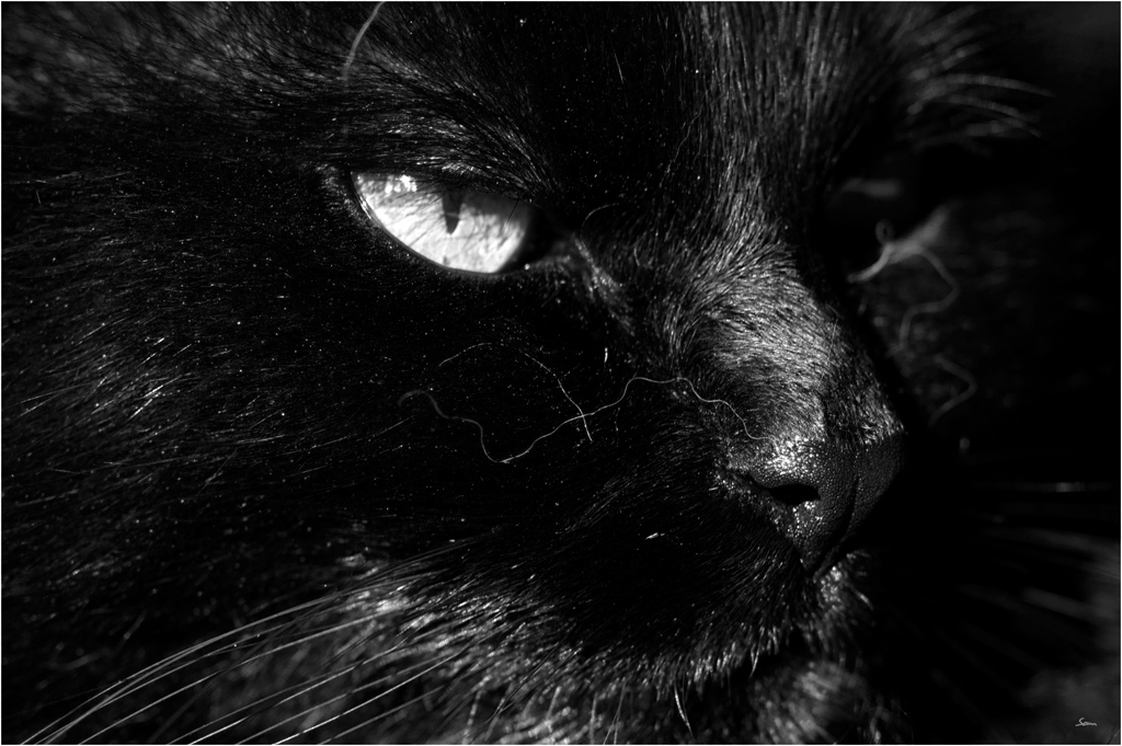 KaterDSC 0004