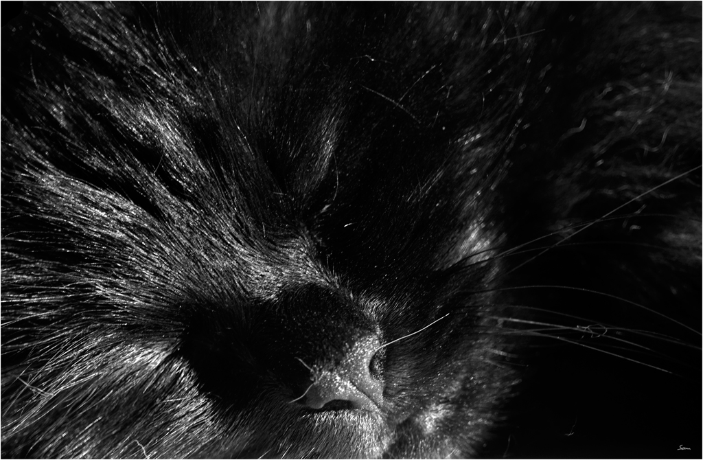 KaterDSC 0123